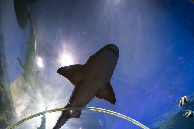 SEA LIFE Birmingham Admission Ticket - Who will enjoy this attraction most?