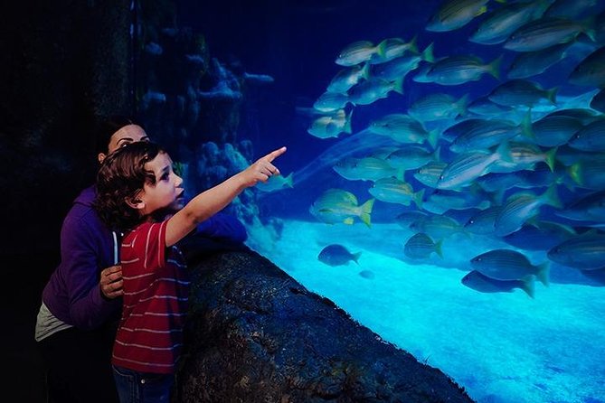 SEA LIFE Blackpool Admission Ticket - Sharks and rays take center stage