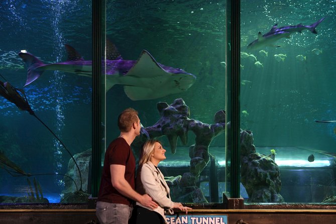 SEA LIFE Blackpool Admission Ticket - Take the submarine route to jellyfish and eels