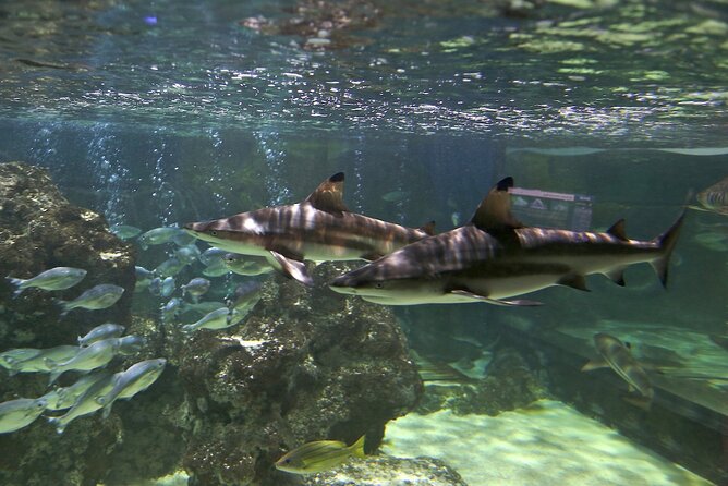 SEA LIFE Blackpool Admission Ticket - The Sea Stars display rewards a slower look