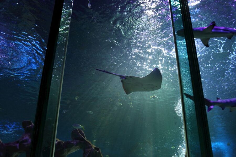 SEA LIFE Blackpool Entrance Ticket - The underwater tunnel and sharks overhead