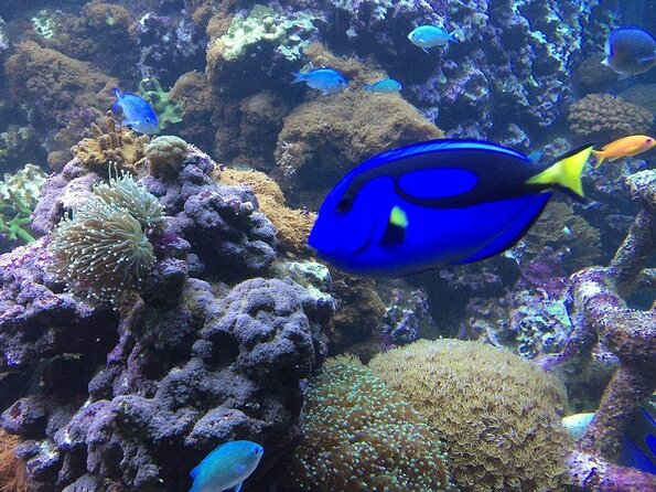 Sea Life Brighton Admission Ticket - Sea Life Brighton’s best moments are beneath your feet