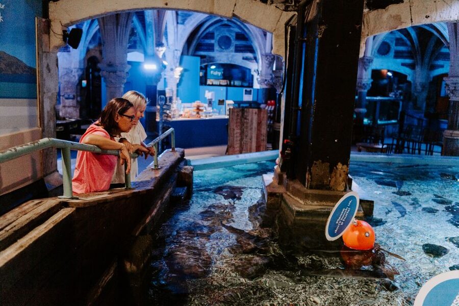 Sea Life Brighton Admission Ticket - Who should book Sea Life Brighton?