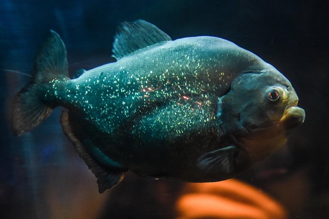 Sea Life Brighton Admission Ticket - The underwater tunnel gives you the clearest shark views