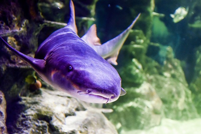 Sea Life Brighton Admission Ticket - Seahorses, starfish, and reef life reward close attention