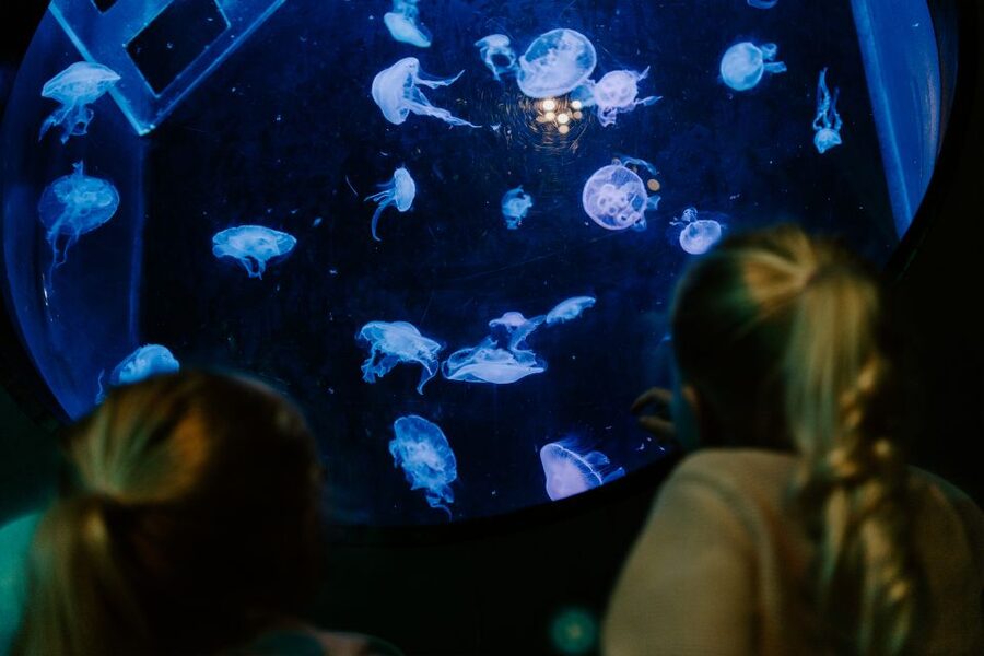 Sea Life Brighton Admission Ticket - What the visit feels like for families