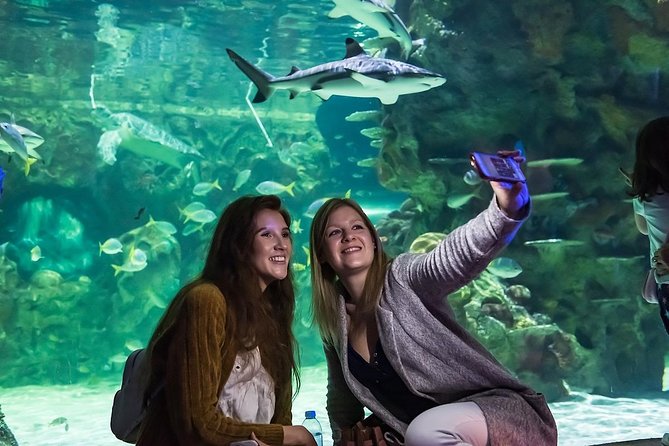 Sea Life Brighton Admission Ticket - The glass-bottom boat changes the angle