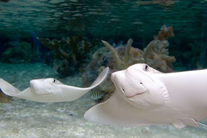 Sea Life Charlotte Concord Aquarium Admission Ticket - Is $20.33 a fair price?