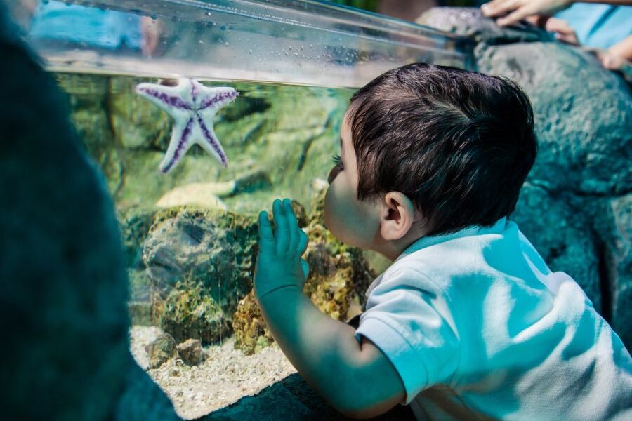 SEA LIFE Charlotte-Concord Aquarium General Admission - Harbor Exhibit and the appeal of smaller habitats