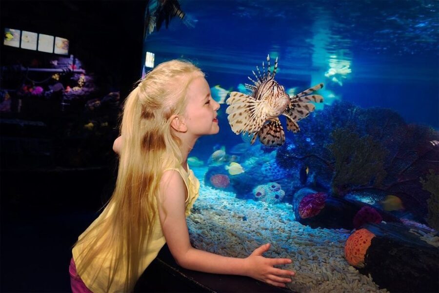 SEA LIFE Great Yarmouth - Finding the Moon Jellyfish in Jelly Invaders