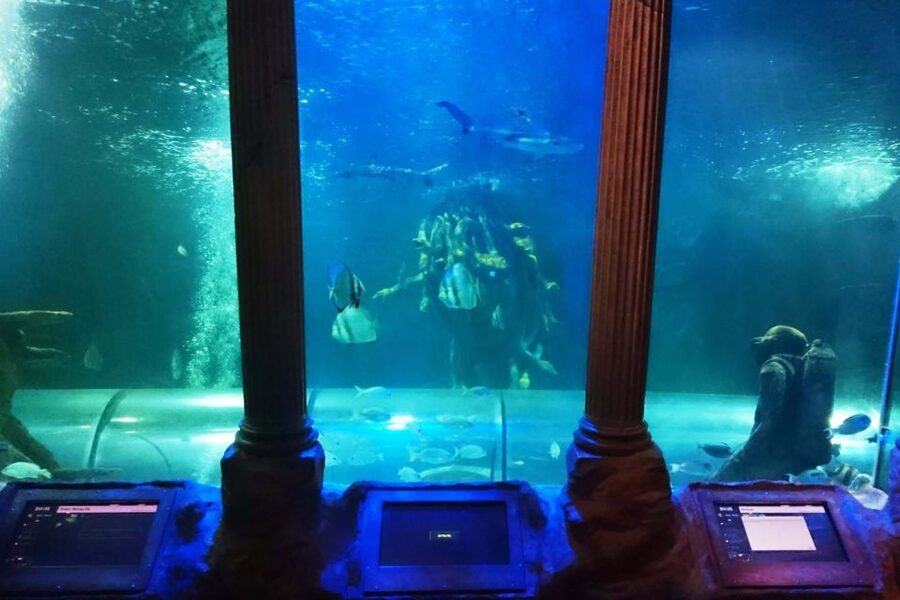 SEA LIFE Great Yarmouth - Touching a starfish at the interactive rock pool