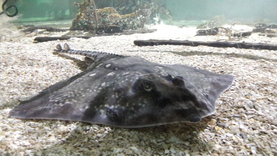 SEA LIFE Great Yarmouth - What the $26.94 ticket gives you