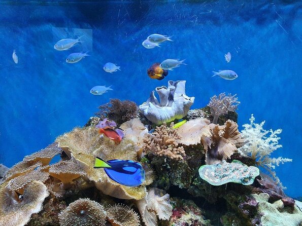 SEA LIFE Great Yarmouth General Admission - Key points at a glance