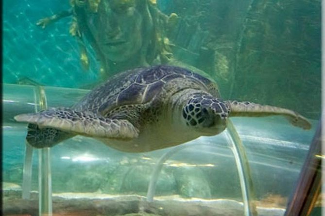 SEA LIFE Great Yarmouth General Admission - Is the $21.92 admission good value?
