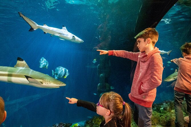 SEA LIFE Hannover Ticket - From the Leine River to the open ocean