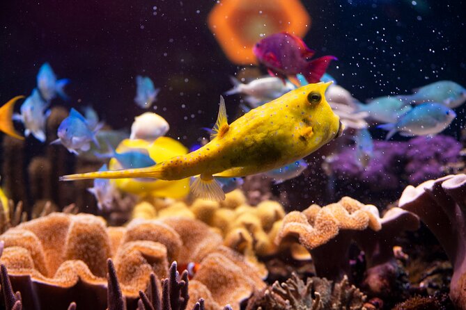 SEA LIFE Hannover Ticket - The local-water exhibits and mangrove zone