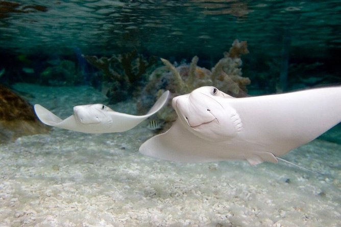 SEA LIFE Kansas City Aquarium Admission Ticket - Key points to know before you go
