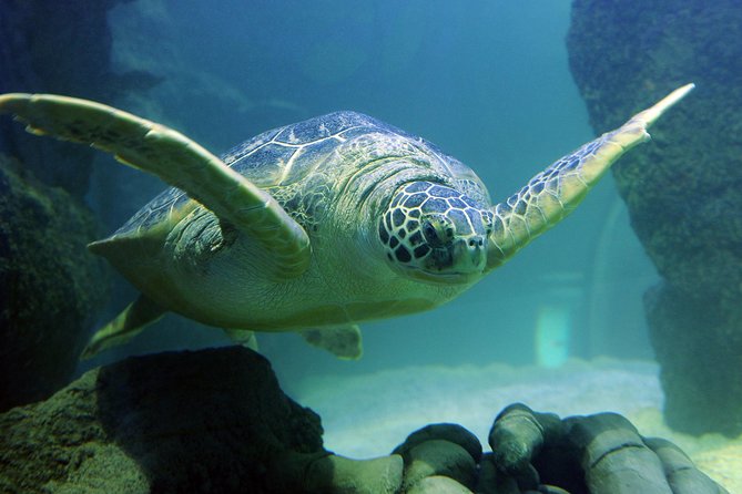 SEA LIFE Kansas City Aquarium Admission Ticket - Adding LEGOLAND Discovery Center