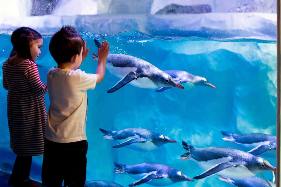 Sea Life Kelly Tarlton's Aquarium General Admission - Key points to know before you go