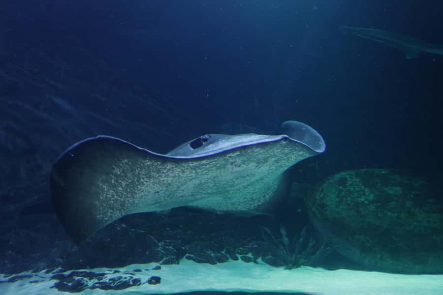 Sea Life Kelly Tarlton's Aquarium General Admission - Who will enjoy it most