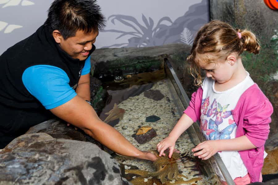 Sea Life Kelly Tarlton's Aquarium General Admission - Rockpool touch tanks make the visit hands-on
