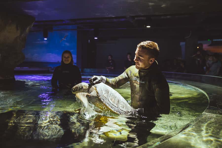 Sea Life Kelly Tarlton's Aquarium General Admission - Turtles and smaller sea life fill out the route