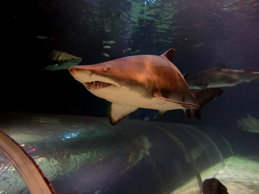 Sea Life Kelly Tarlton's Aquarium General Admission - Animal talks add value to the $23 ticket