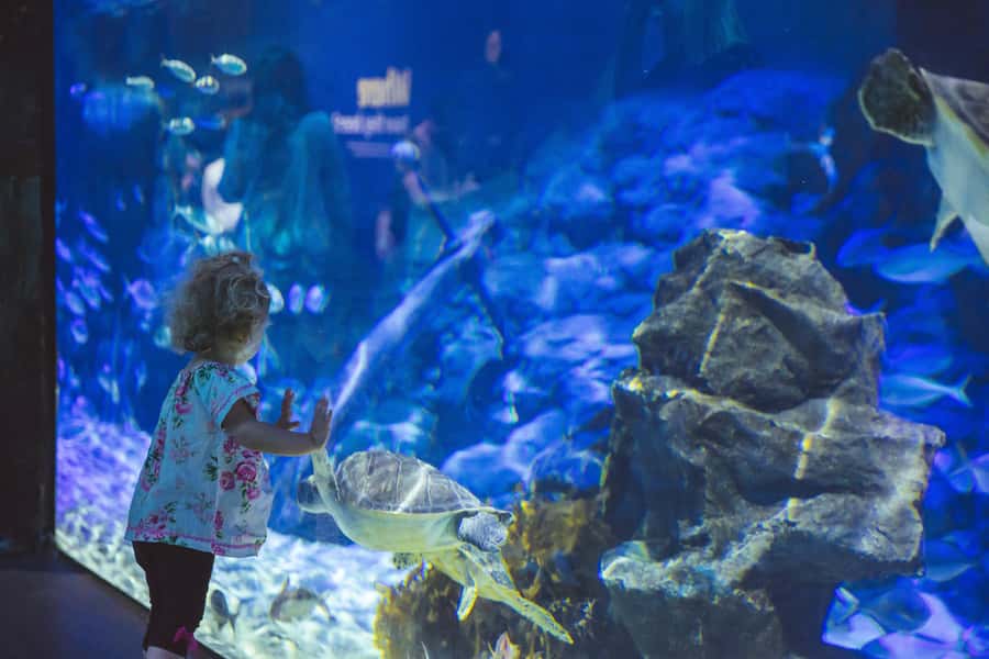 Sea Life Kelly Tarlton's Aquarium General Admission - Location and practical planning