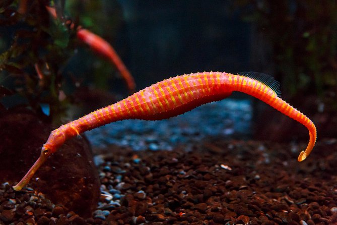 SEA LIFE Kelly Tarlton's General Admission - How long you should allow