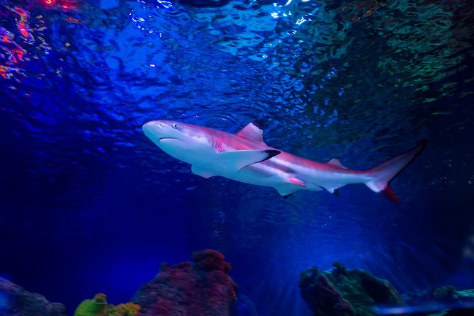 SEA LIFE Loch Lomond General Admission Ticket - A short visit with a clear food-chain story