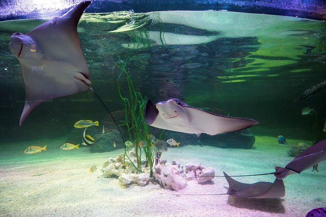 SEA LIFE Loch Lomond General Admission Ticket - Ocean Tank: sharks, rays, and the main event