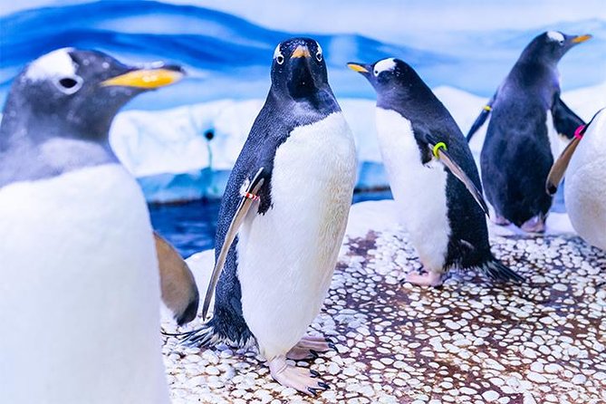 SEA LIFE London Aquarium Admission Ticket - Shark Reef Encounter and the larger tanks