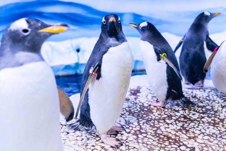 SEA LIFE London & DreamWorks Shrek's Adventure: Combo Ticket - Key points to know before you book