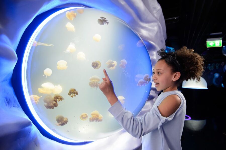 SEA LIFE London & DreamWorks Shrek's Adventure: Combo Ticket - Rainforest Adventure and Ocean Invaders