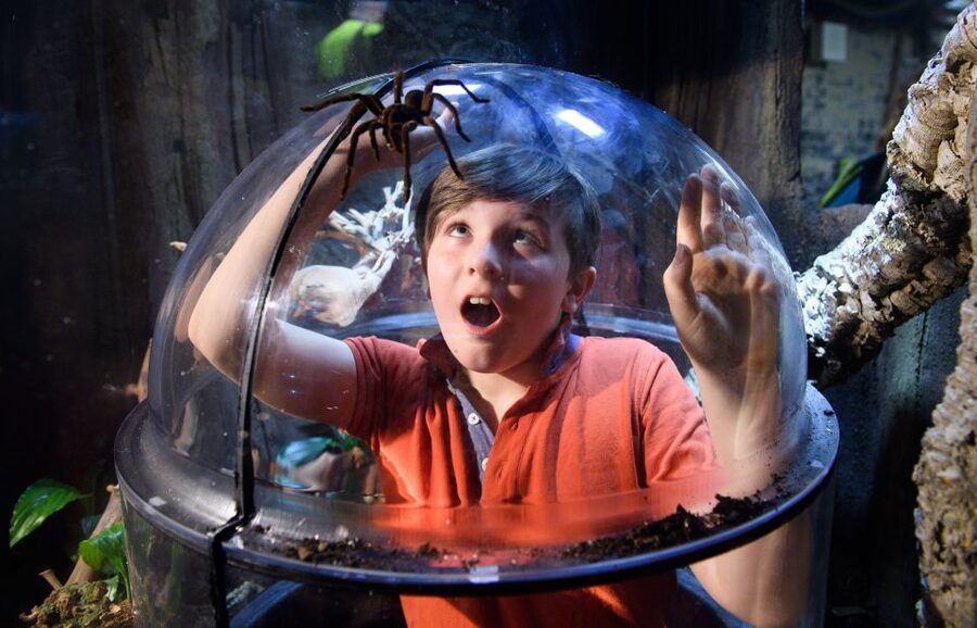 SEA LIFE London & DreamWorks Shrek's Adventure: Combo Ticket - Shrek’s Adventure: your fairytale starts on a flying bus