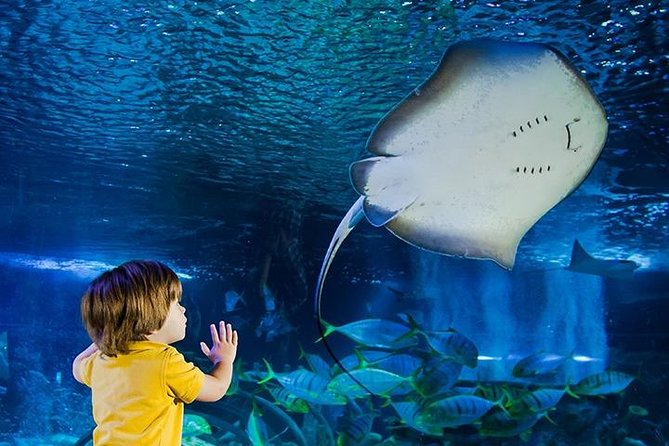 SEA LIFE Manchester Admission Ticket - What your two hours at SEA LIFE Manchester look like
