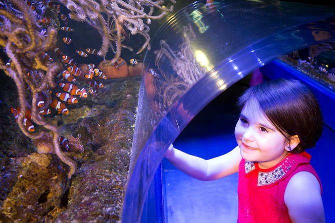 SEA LIFE Manchester Admission Ticket - Rockpools turn looking into touching