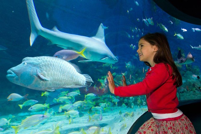 SEA LIFE Melbourne Aquarium Admission Ticket - Talks, feedings, and interactive displays