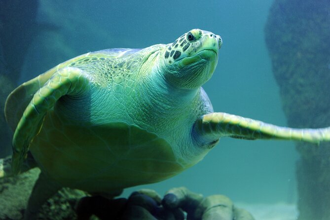 SEA LIFE Michigan Aquarium Admission Ticket - The route from Great Lakes water to tropical reefs