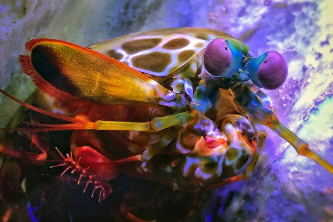 SEA LIFE Michigan Aquarium Admission Ticket - Rays, touch pools, and the best hands-on stops