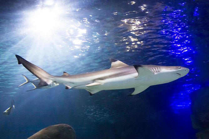 SEA LIFE Munich Admission Ticket - How long you really need