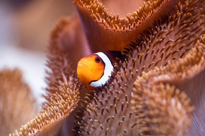 SEA LIFE Munich Admission Ticket - Who should book SEA LIFE Munich?
