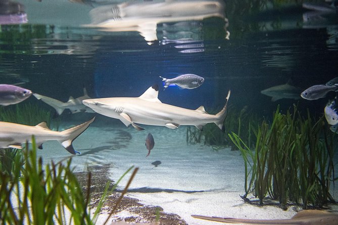SEA LIFE Oberhausen Admission Ticket - The Main Tank, Sharks, Rays, and the Glass Tunnel