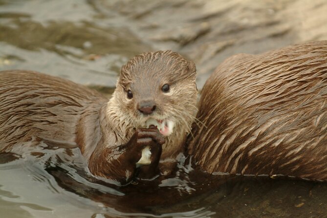 SEA LIFE Oberhausen Admission Ticket - Getting There and Using Your Mobile Ticket