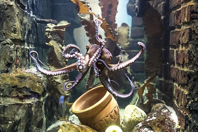 SEA LIFE Oberhausen Admission Ticket - Mangroves and Germany’s Shark Nursery