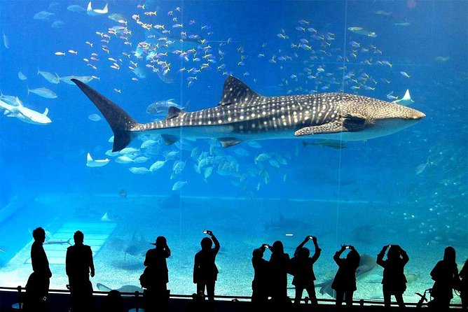SEA LIFE Ocean World at Bangkok Admission Ticket - Rocky Shore adds movement and texture