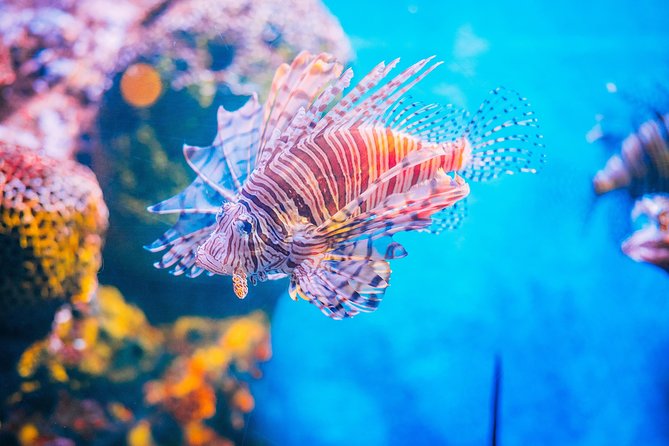 SEA LIFE Ocean World at Bangkok Admission Ticket - Is $62.93 good value for Bangkok?