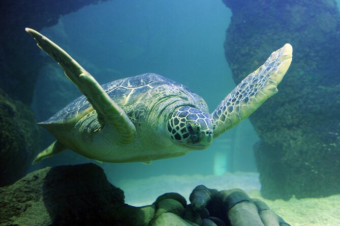 SEA LIFE Orlando Aquarium Admission Ticket at ICON Park - Timing, entry, and the ICON Park setting
