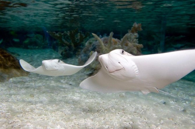 SEA LIFE Orlando Aquarium Admission Ticket at ICON Park - Who will enjoy SEA LIFE Orlando most
