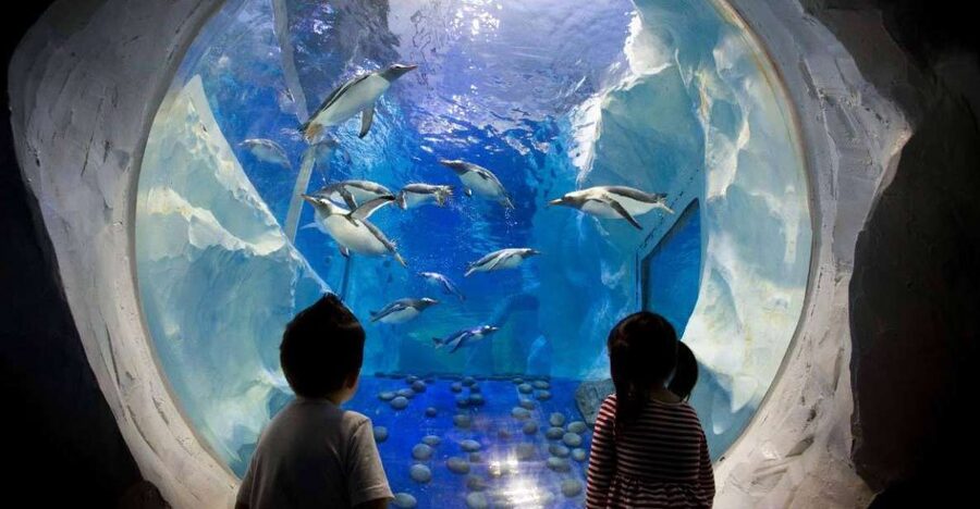 SEA LIFE Paris: Admission Ticket - Penguins first, then a tour through the ocean